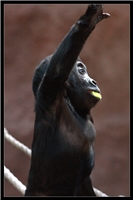 Kiburi - nejmladší gorila v pražské ZOO